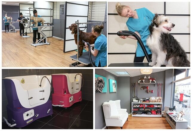 Dog Grooming Courses Hampshire Dog Grooming Courses Hampshire