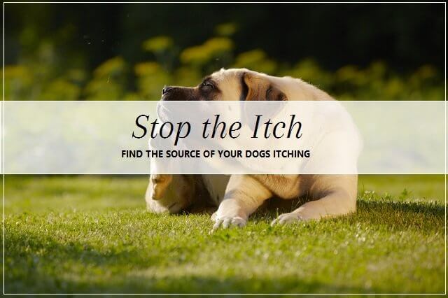 Stop the Itch! | Pooch Dog Spa News