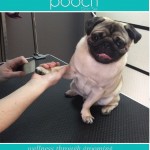Super chilled pawdicure at pooch Dog Spa