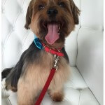 Yorkshire Terrier grooming at pooch Dog Spa