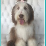 Bearded Collie grooming at pooch Dog Spa