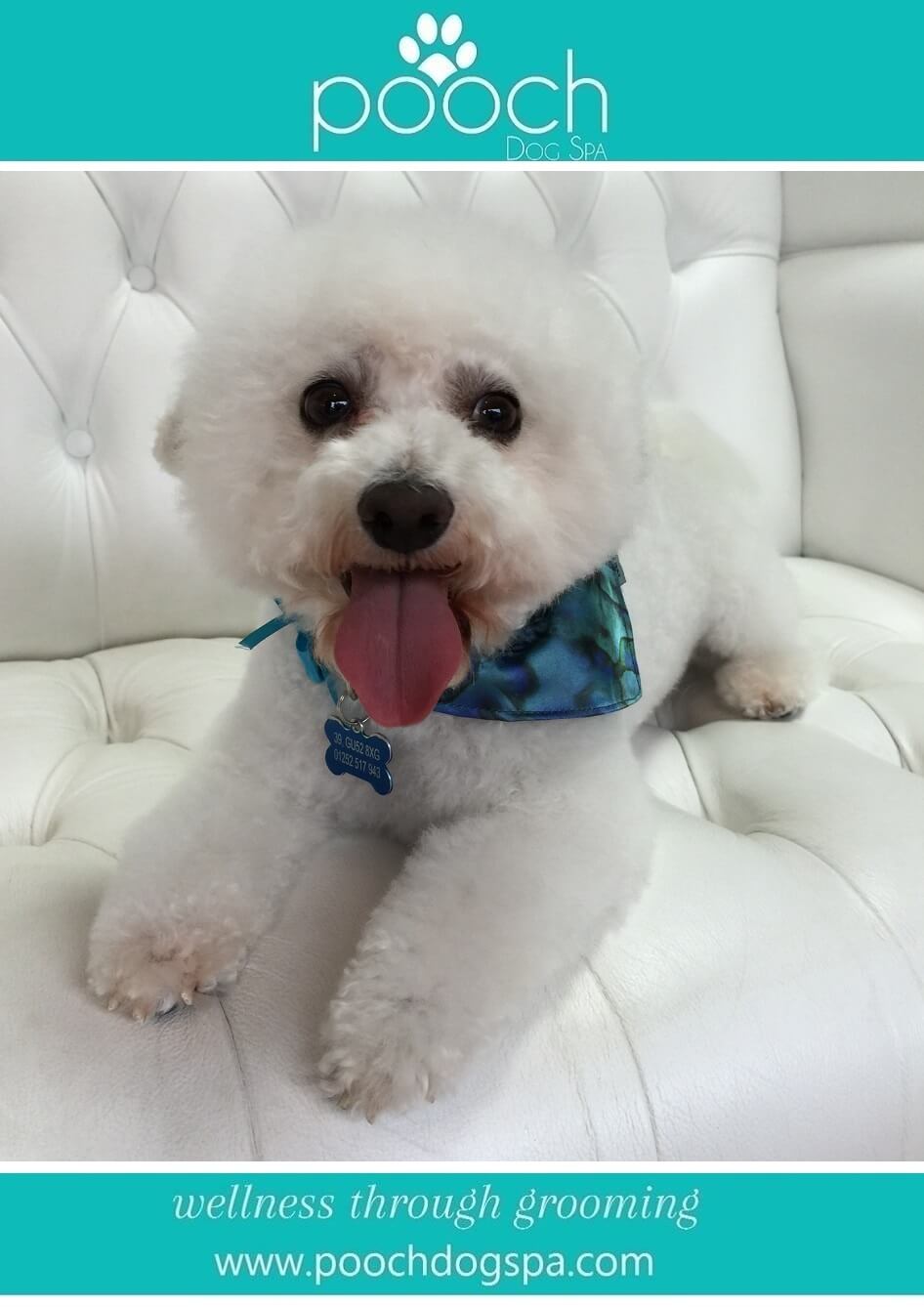 BichonFrisegrooming.jpeg Pooch Dog Spa