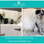 Happy dog at pooch Dog Spa