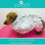 Deep Conditioning treatment at pooch Dog Spa
