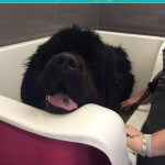 Aromatherapy hydro massage bath at pooch Dog Spa