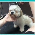 Very relaxed hair styling at pooch Dog Spa