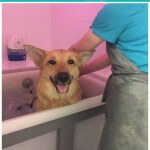 Enjoying an Ozone Spa Bath at pooch Dog Spa