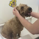 Aromatherapy hydro massage bath at pooch Dog Spa