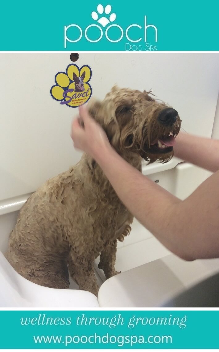 dog-bath.jpeg