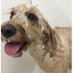 Happy bathing at pooch Dog Spa