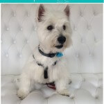 West Highland Terrier grooming at pooch Dog Spa