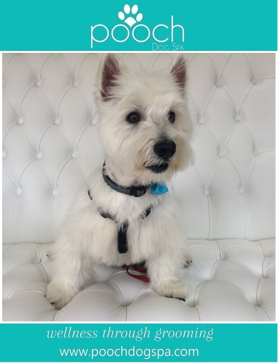 WestHighlandTerriergrooming.jpeg Pooch Dog Spa
