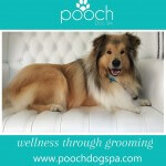Rough Collie grooming at pooch Dog Spa