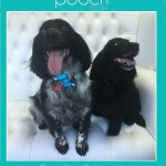Spaniel grooming at pooch Dog Spa
