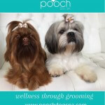 Shih Tzu grooming at pooch Dog Spa