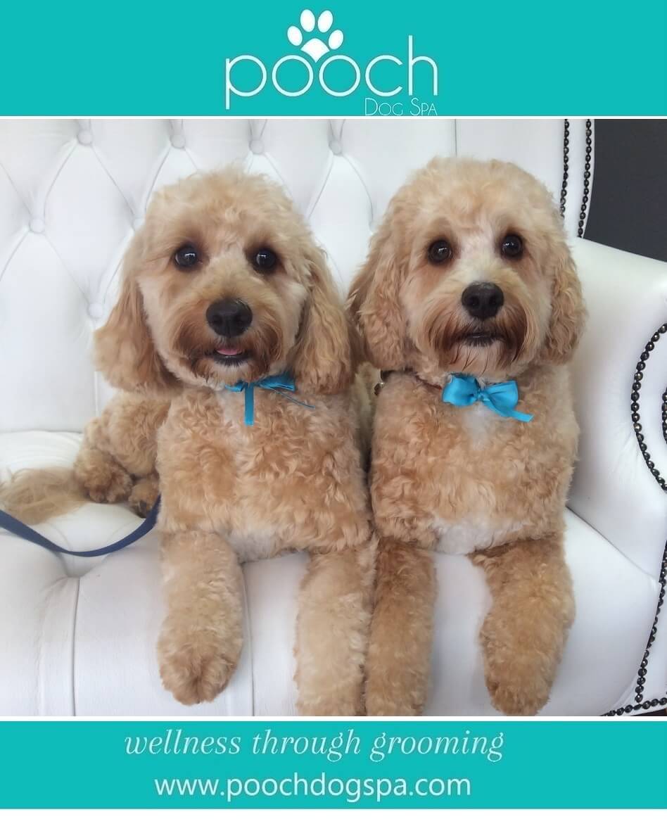 Cavapoogrooming.jpeg Pooch Dog Spa
