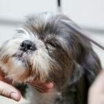 Shih Tzu grooming at pooch Dog Spa