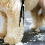 Dog grooming at pooch Dog Spa