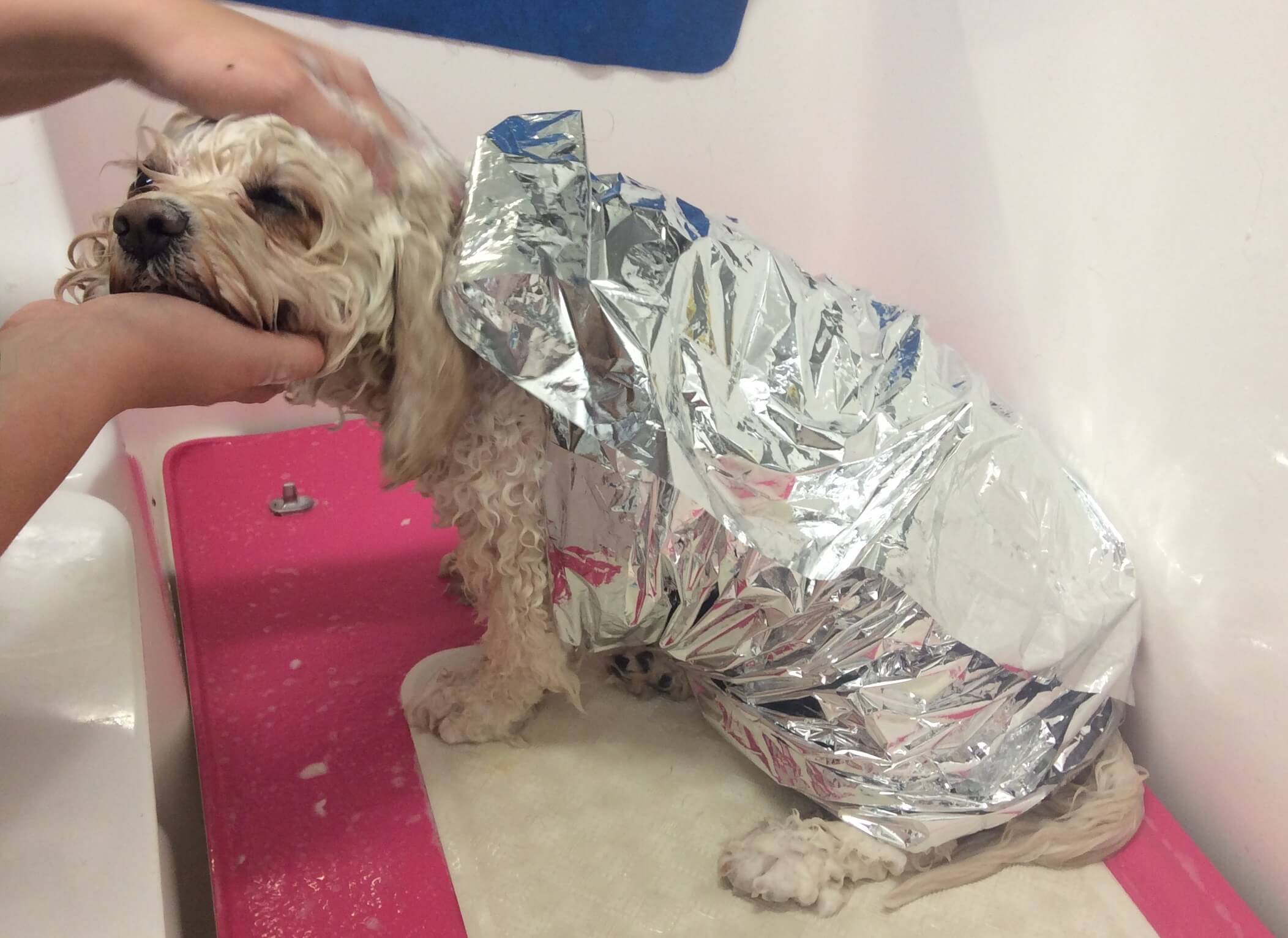 Dog spa treatment at pooch Dog Spa