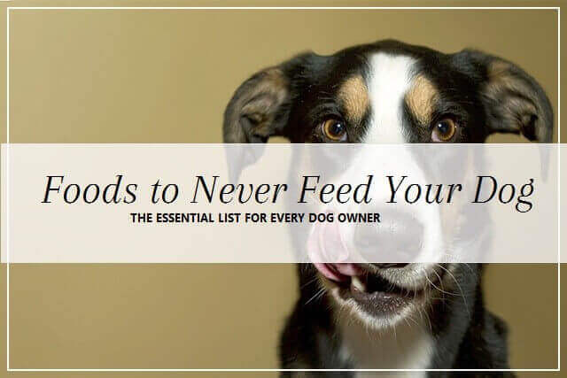 Foods to never feed your dog