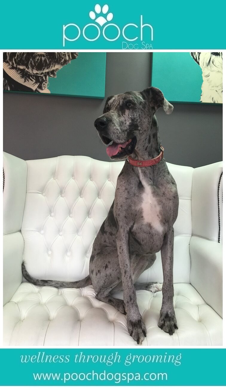 Great Dane grooming Pooch Dog Spa