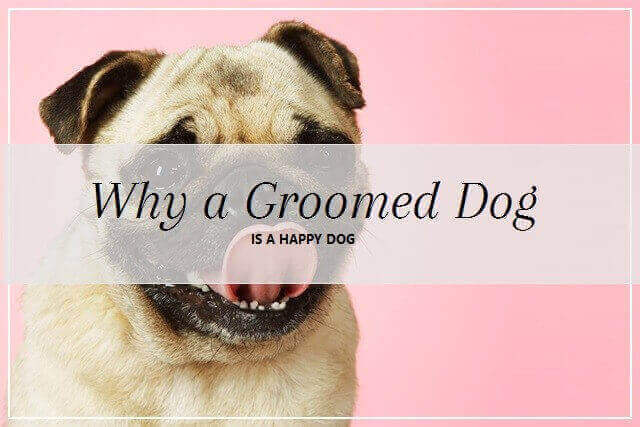Groomed dog at pooch Dog Spa
