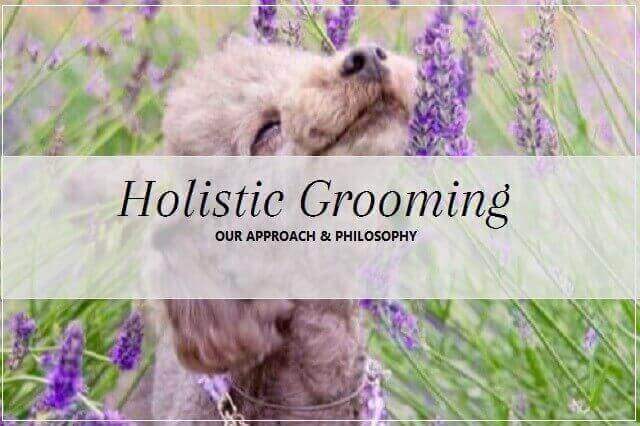 Holistic grooming at pooch Dog Spa