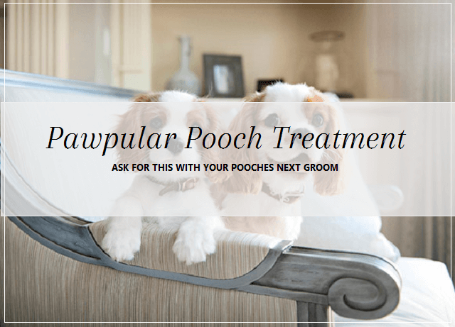 Pawpular pooch Treatment