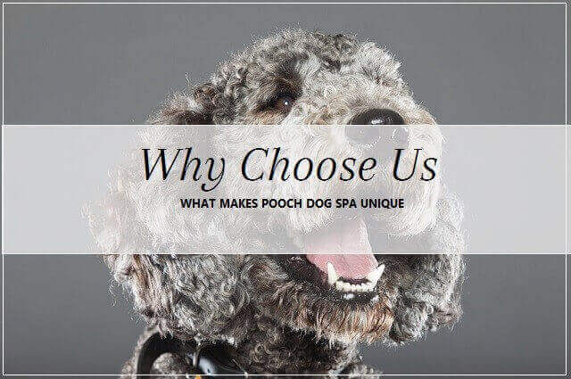 Why choose pooch Dog Spa