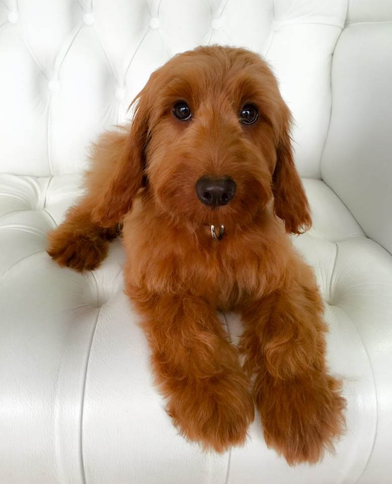 Cavapoogrooming Pooch Dog Spa