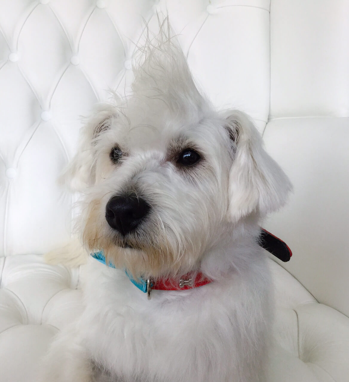 Westie-grooming