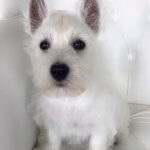 West Highland Terrier grooming at pooch Dog Spa