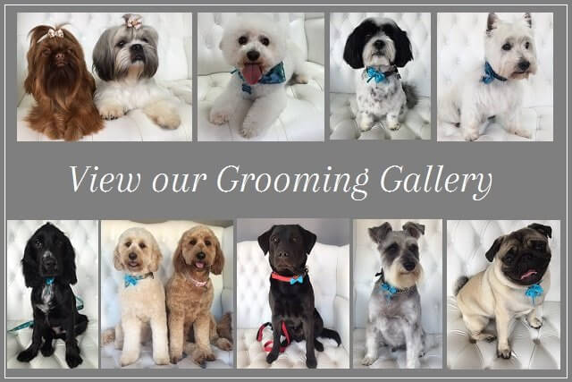 Dog grooming gallery