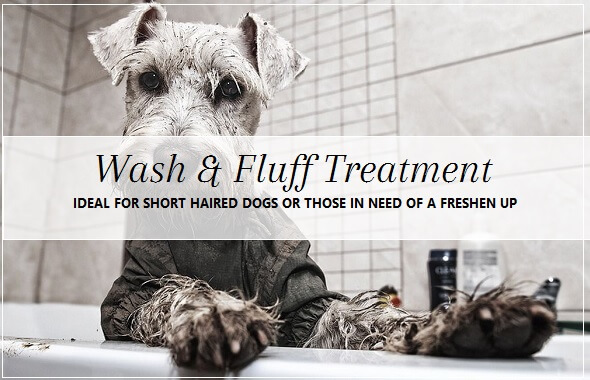 Dog Wash treatment
