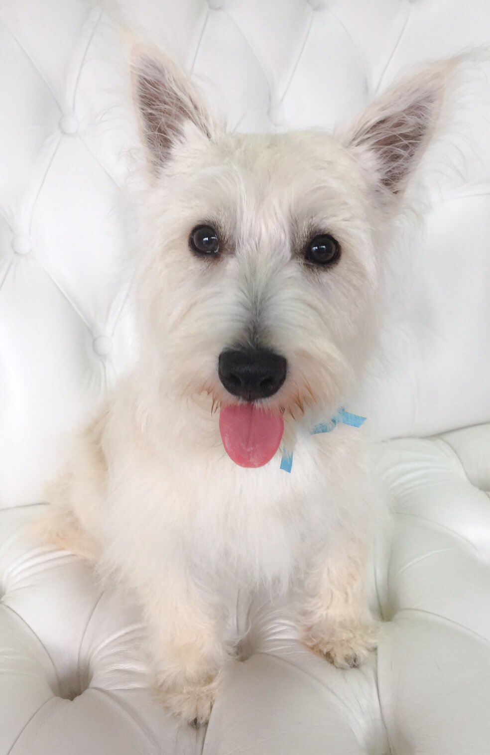 WestHighlandTerriergrooming.jpeg Pooch Dog Spa