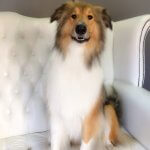 Collie grooming at pooch Dog Spa