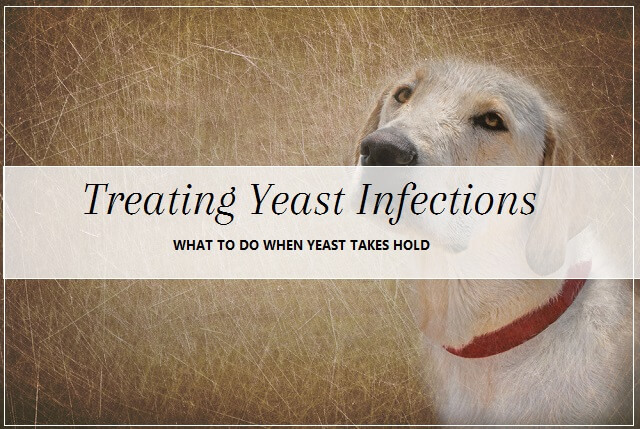 does vinegar kill yeast in dogs ears