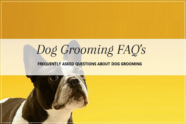 Dog grooming questions