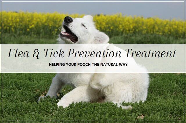 Natural flea and tick prevention