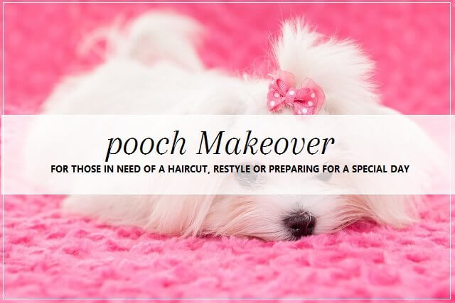 pooch Makeover