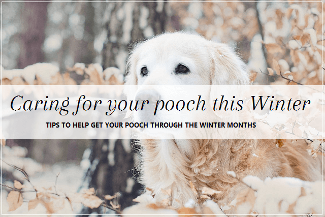 Winter Dog Tips